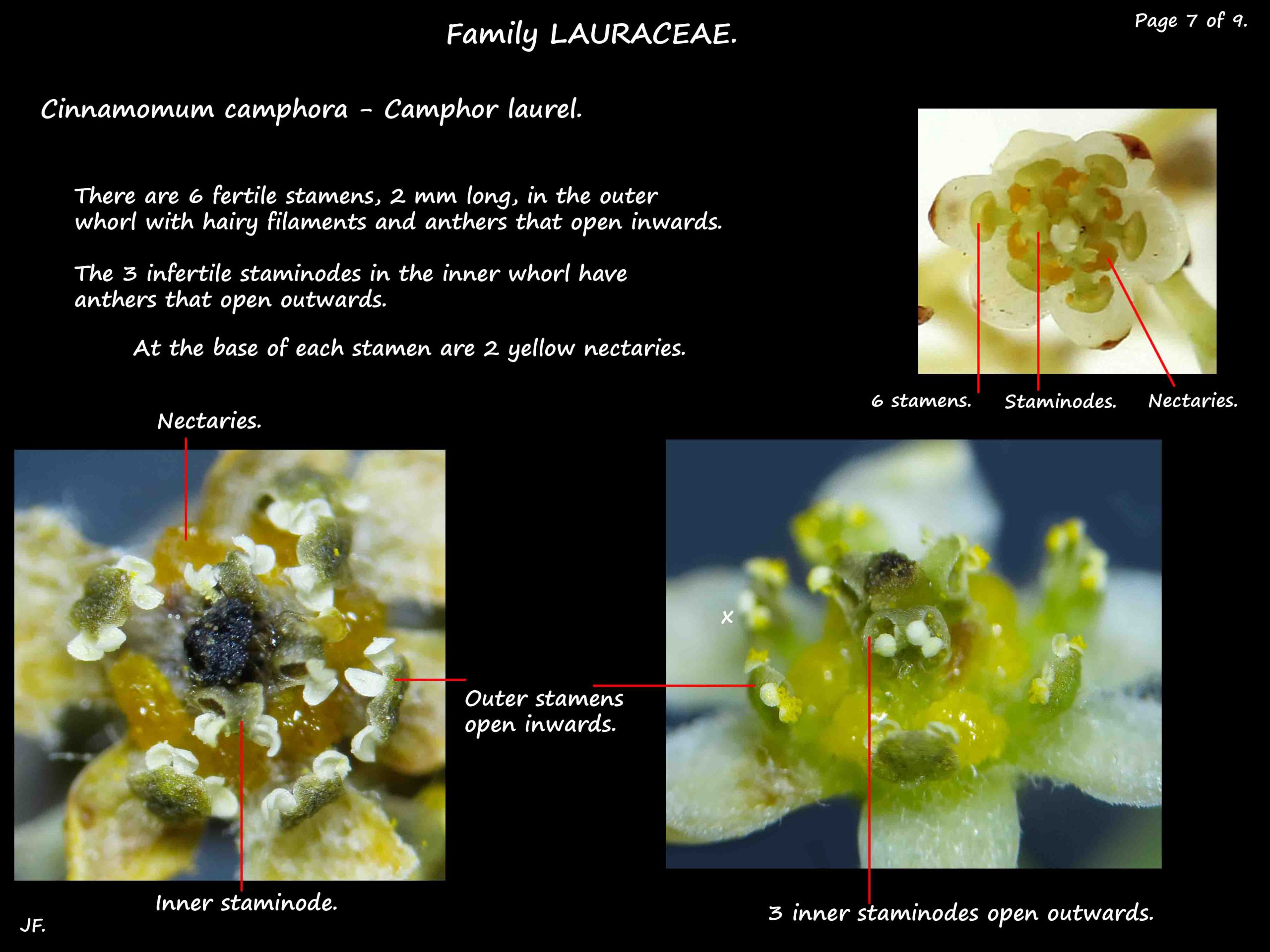 7 Cinnamomum stamens & nectaries